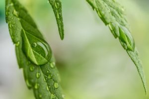 CBD Öl: ein pflanzliches Mittel gegen Angst, natürlich und rezeptfrei