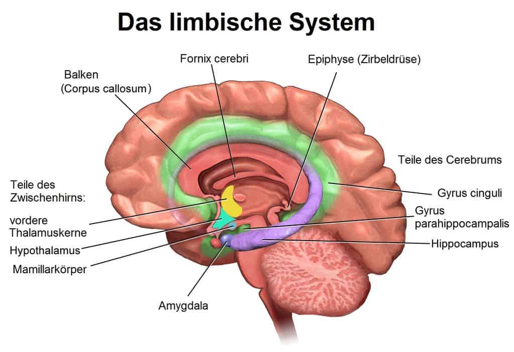 Äußern sich angststörungen wie Angst und