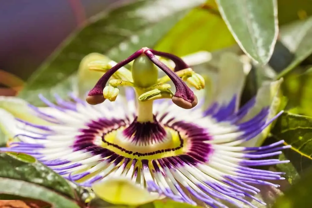 passsionsblume