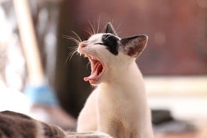 Gähnende Katze als Zeichen der Müdigkeit