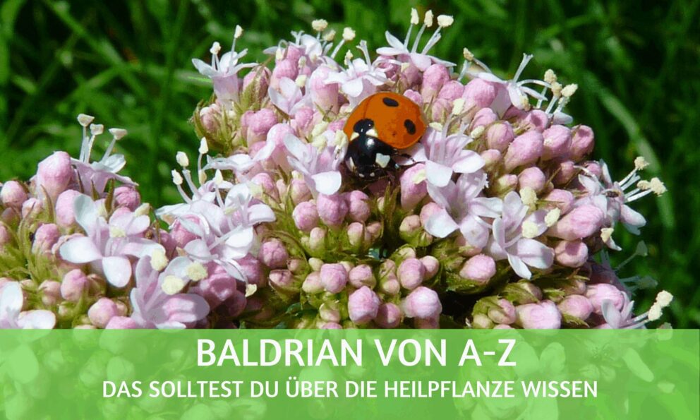 Wie Lange Dauert Es Bis Baldrian Wirkt