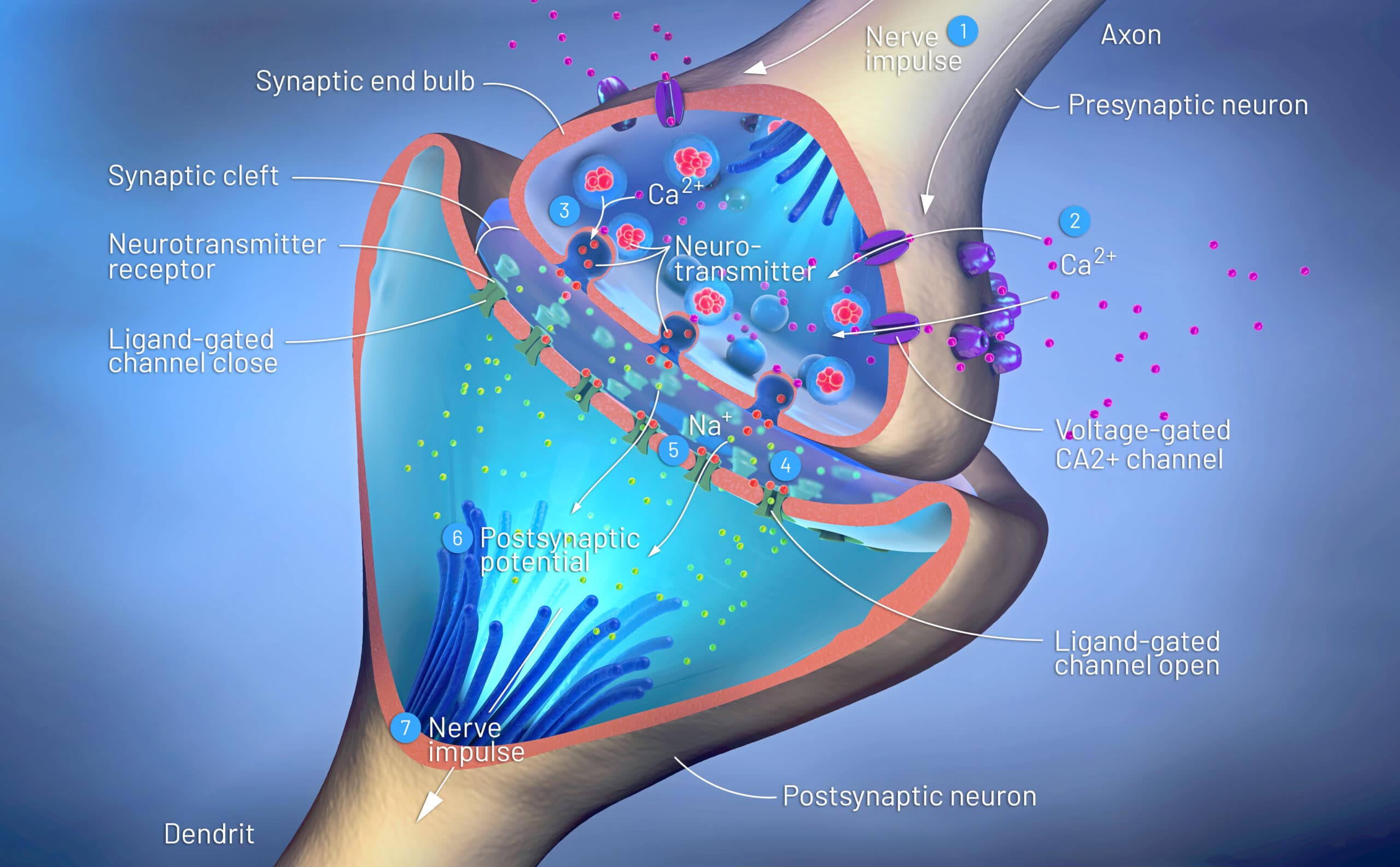 Neurotransmitter und ihre Funktionsweise im Überblick