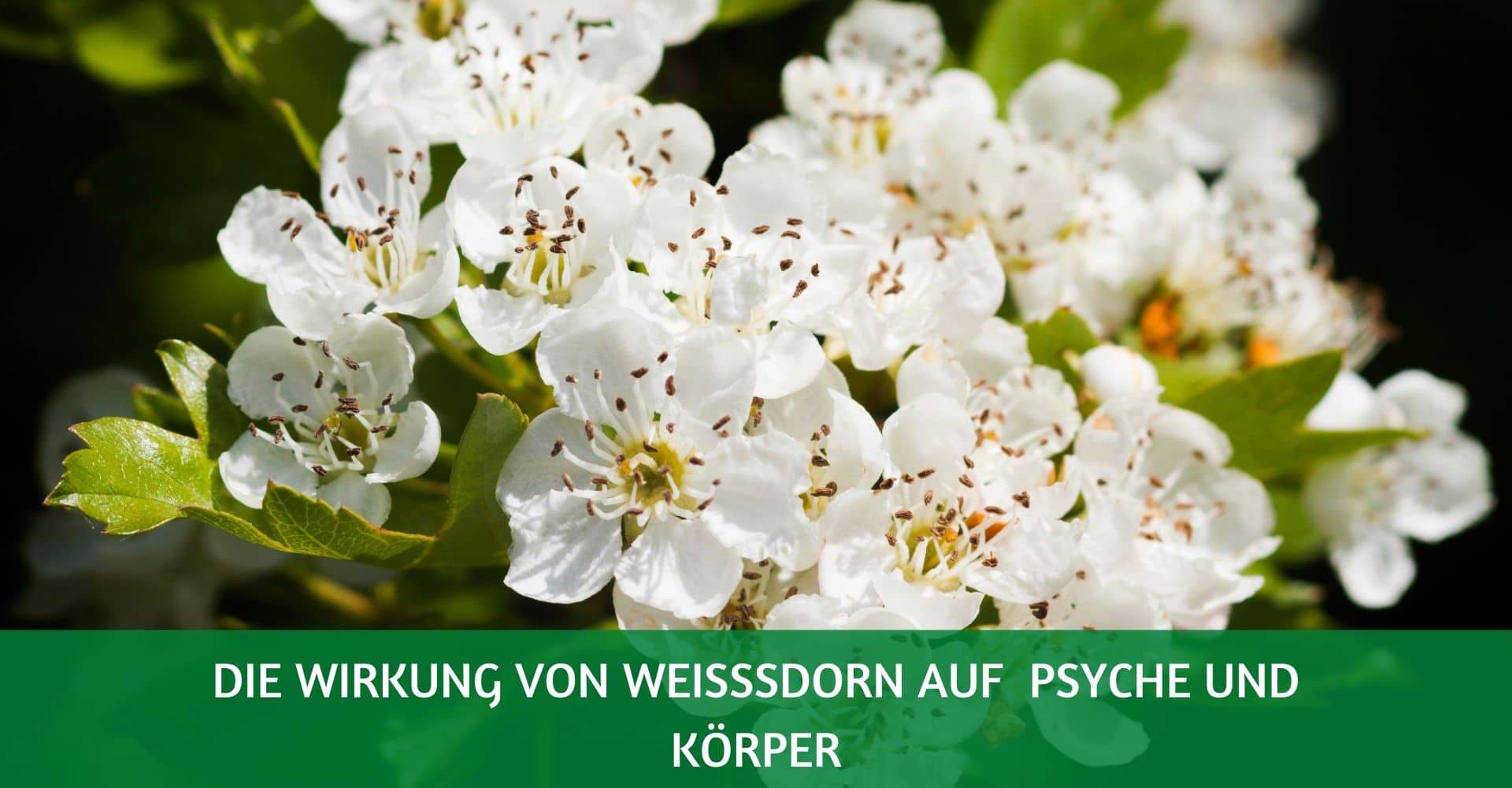 Schisandra chinensis Wirkung auf Psyche und Körper