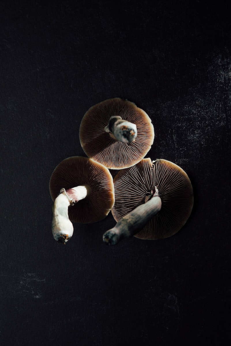 2 brown mushrooms on black textile